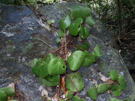 Begonia suborbiculata, partly dehydrated individuals during the dry season, Cataban Cuyaw-Yaw Falls, Palawan, Philippines