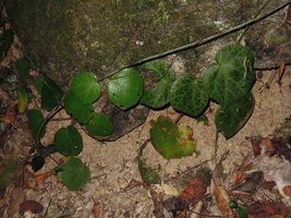 Begonia suborbiculata, plain green and mottled individuals, Cataban Cuyaw-Yaw Falls, Palawan, Philippines