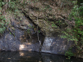 Begonia suborbiculata population on rocks close to a waterfall, Cataban Cuyaw-Yaw Falls, Palawan, Philippines