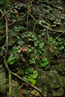 Begonia suborbiculata, population on vertical seeping rock, Taytay, Palawan, Philippines