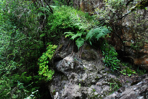 Begonia sutherlandii, ferns and Xerophyta (syn. Talbotia) elegans on humid rock overhanging a forest fast running stream, Monks Cowl, Drakensberg, South Africa