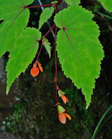 Begonia sutherlandii, male and female inflorescences, Royal Natal NP, South Africa