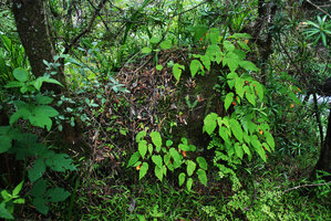 Begonia sutherlandii on rock in forest understory, Monks Cowl, Drakensberg, South Africa