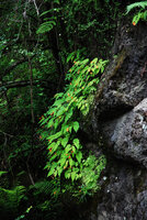 Begonia sutherlandii on seeping rock, Monks Cowl, Drakensberg, South Africa