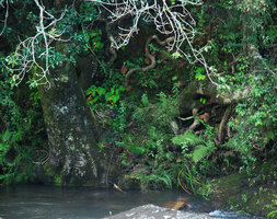 Begonia sutherlandii on vertical rocky bank just above a fast flowing forest stream, Royal Natal NP, South Africa