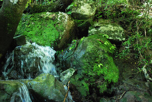 Begonia sutherlandii seedlings on rocks emerging from swift running forest stream, covered by mosses and Selaginella, Royal Natal NP, South Africa