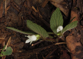 Begonia (Symbegonia) sp.1, female and male tubular flowers , Rondon Ridge, 2000 m asl, Mount Hagen, Papua New Guinea