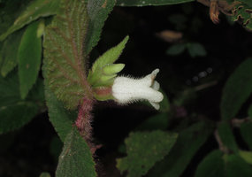 Begonia (Symbegonia) sp.1, female tubular flower, lateral view, Rondon Ridge, 2000 m asl, Mount Hagen, Papua New Guinea