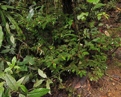Begonia (Symbegonia) strigosa and Chloranthus erectus, Rondon Ridge, 2000 m asl, Mount Hagen, Papua New Guinea