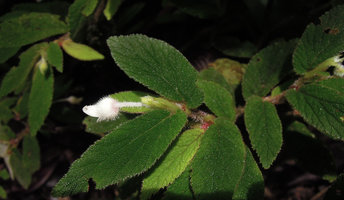 Begonia (Symbegonia) strigosa, duckbill tubular male flower, Rondon Ridge, 2000 m asl, Mount Hagen, Papua New Guinea