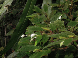 Begonia (Symbegonia) strigosa, duckbill tubular male flowers, Rondon Ridge, 2000 m asl, Mount Hagen, Papua New Guinea