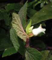 Begonia (Symbegonia) strigosa, female tubular flower with winged ovary, Rondon Ridge, 2000 m asl, Mount Hagen, Papua New Guinea