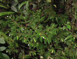 Begonia (Symbegonia) strigosa in habitat, green iridescent leaves and protruding male flowers, Rondon Ridge, 2000 m asl, Mount Hagen, Papua New Guinea