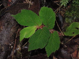 Begonia (Symbegonia) strigosa in habitat, green iridescent leaves, Rondon Ridge, 2000 m asl, Mount Hagen, Papua New Guinea