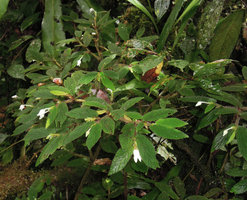 Begonia (Symbegonia) strigosa in habitat, numerous protruding male flowers and one female flower, Rondon Ridge, 2000 m asl, Mount Hagen, Papua New Guinea
