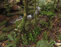 Begonia (Symbegonia) strigosa in habitat on forest stream bank, Rondon Ridge, 2000 m asl, Mount Hagen, Papua New Guinea