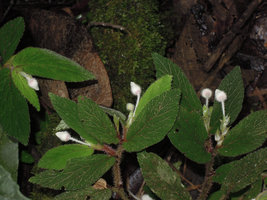 Begonia (Symbegonia) strigosa, male flowers, Rondon Ridge, 2000 m asl, Mount Hagen, Papua New Guinea