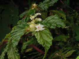Begonia (Symbegonia) vinkii, female flower lobes,Tari Gap, 2200 m asl, Hela, Papua New Guinea