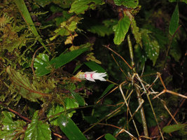 Begonia (Symbegonia) vinkii, female flower with winged ovary,Tari Gap, 2200 m asl, Hela, Papua New Guinea