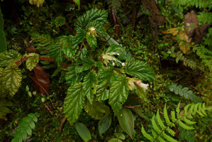 Begonia (Symbegonia) vinkii, flowering individual in habitat, Tari gap, 2200 m asl, Hela, Papua New Guinea