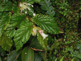 Begonia (Symbegonia) vinkii, long pedunculate male flowers and short pedunculate female flower,Tari Gap,2200 m asl, Hela, Papua New Guinea