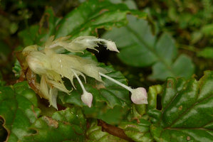 Begonia (Symbegonia) vinkii, long pedunculate male flowers, Tari gap, 2200 m asl, Hela, Papua New Guinea