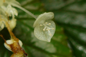 Begonia (Symbegonia) vinkii, male flower with stamens inserted along a column, Tari gap, 2200 m asl, Hela, Papua New Guinea