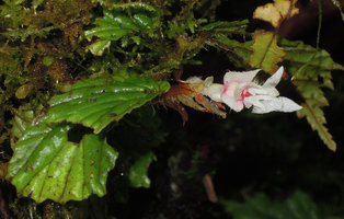 Begonia (Symbegonia) vinkii, open female flower,Tari Gap,2200 m asl, Hela, Papua New Guinea