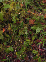 Begonia (Symbegonia) vinkii, vegetative population with female and male flowers,Tari Gap, 2200 m asl, Hela, Papua New Guinea
