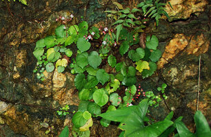 Begonia tabonensis, adult flowering individuals and numerous seedlings on humid limestone cliff, Tabon Cave, Lipuun Point, Palawan, Philippines