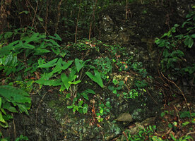 Begonia tabonensis, a large flowering population sharing its shaded mossy limestone boulder with Alocasia culionensis, Tabon Cave, Lipuun Point, Palawan, Philippines