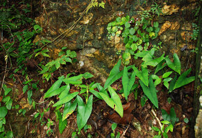 Begonia tabonensis and Alocasia culionensis on limestone cliff, Tabon Cave, Lipuun Point, Palawan, Philippines