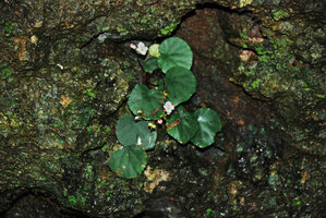 Begonia tabonensis flowering on limestone cliff, Tabon Cave, Lipuun Point, Palawan, Philippines