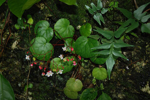 Begonia tabonensis flowering on mossy limestone cliff, Tabon Cave, Lipuun Point, Palawan, Philippines