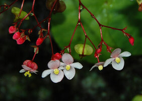 Begonia tabonensis, one female and four male flowers at anthesis, Tabon Cave, Lipuun Point, Palawan, Philippines