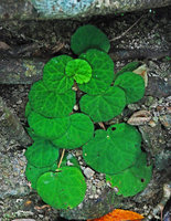 Begonia tagbanua, everlasting elongating petioles allowing leaf blade avoidance, PPSRNP, Sabang, Palawan, Philippine