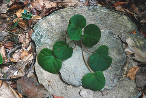 Begonia tagbanua, leaf blade shade avoidance through petiole elongation,  PPSRNP, Sabang, Palawan, Philippines