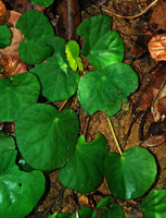 Begonia tagbanua, leaf shade avoidance through everlasting  petiole elongation during leaf ageing,  PPSRNP, Sabang,Palawan, Philippines