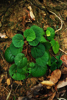 Begonia tagbanua, leaf shade avoidance through everlasting  petiole elongation,  PPSRNP, Sabang,Palawan, Philippines