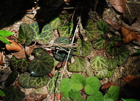 Begonia tagbanua, plain green leaf form and bright green main veins form on brown background, PPSRNP, Sabang, Palawan, Philippines, Feb. 2009