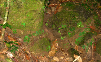 Begonia tagbanua, seedlings and young individuals on earth banks, PPSRNP, Sabang, Palawan, Philippines