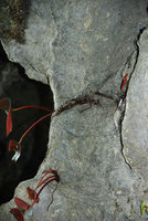 Begonia taraw, anthocyanic dehydrated individuals, PPSRNP, Sabang,Palawan, Philippines