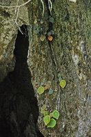 Begonia taraw anthocyanic red and green individuals, PPSRNP, Sabang,Palawan, Philippines