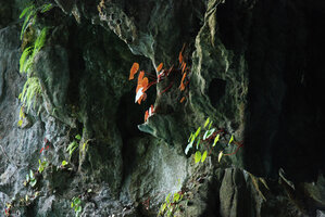 Begonia taraw at cave entrance, leaf transparency, PPSRNP, Sabang, Palawan, Philippines, Feb. 2009