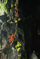 Begonia taraw, brown and green individuals on cliff at cave entrance, PPSRNP, Sabang, Palawan, Philippines
