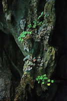 Begonia taraw, brown and green individuals on cliff at the cave entrance, PPSRNP, Sabang, Palawan, Philippines