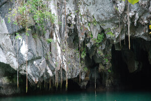 Begonia taraw, brown and green individuals on the limestone cliff at cave entrance, PPSRNP, Sabang, Palawan, Philippines