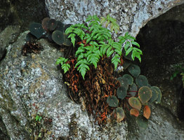 Begonia taraw, brown anthocyanic individuals, PPSRNP, Sabang,Palawan, Philippines
