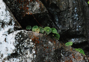 Begonia taraw, brown individual on rock ledge at cave entrance, PPSRNP, Sabang, Palawan, Philippines