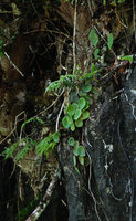 Begonia taraw, green and anthocyanic individuals, PPSRNP, Sabang,Palawan, Philippines
